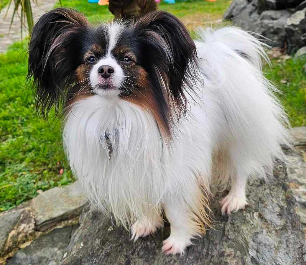 CH. Sirius Des Ailes De Balagne