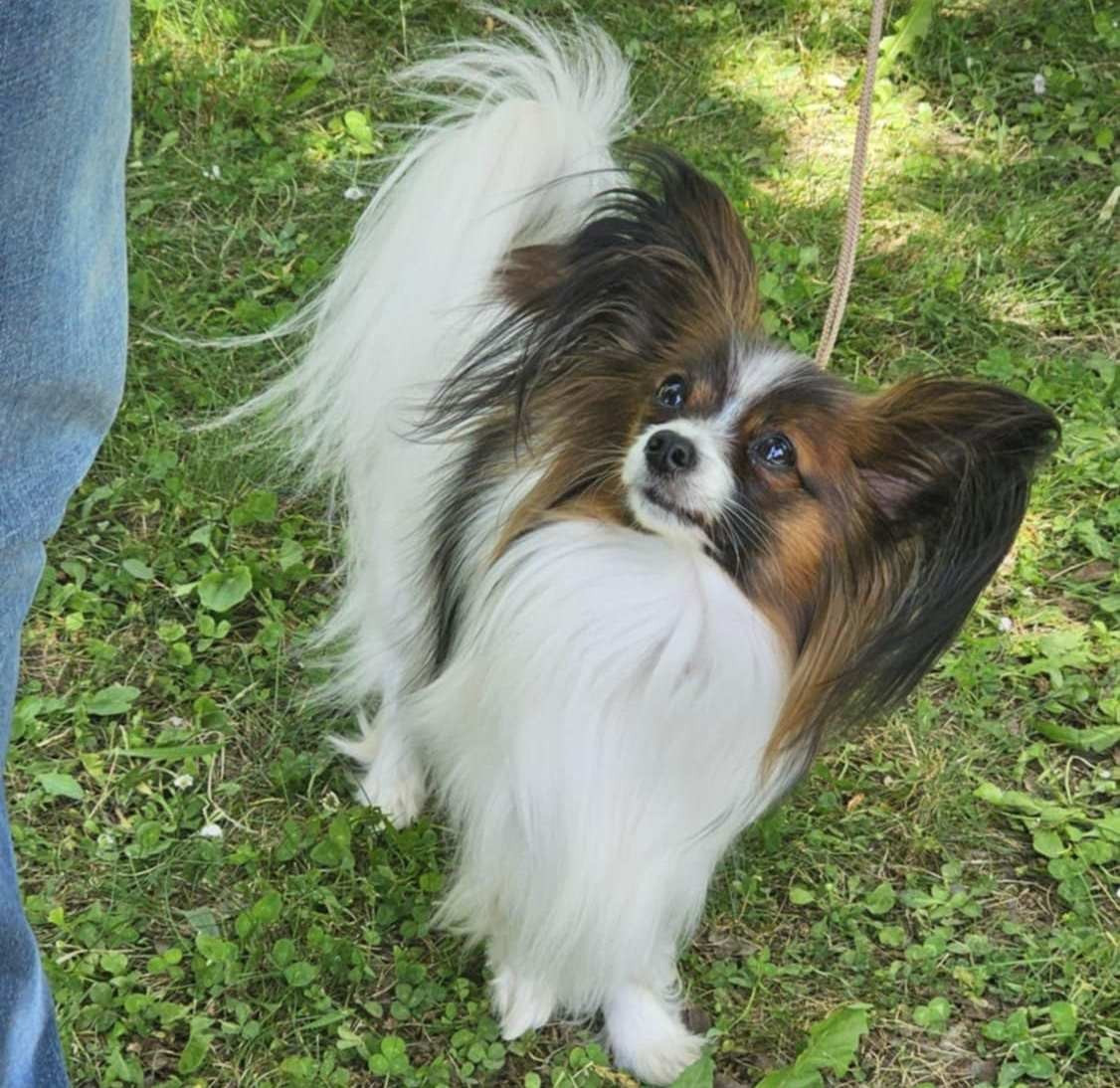 CH. ALLEGRO CON BRIO NARNIA NABUCO